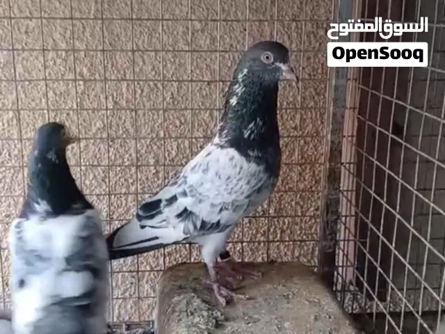 زوج كمنجر 4