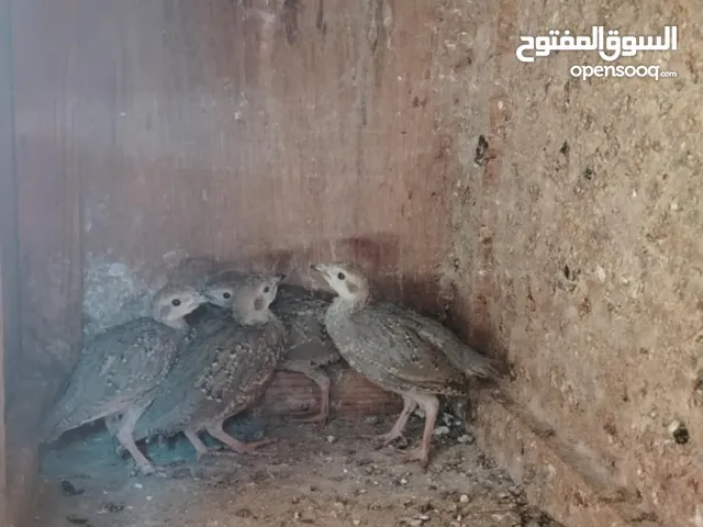 حجل بلدي عمر 3 شهور للبيع