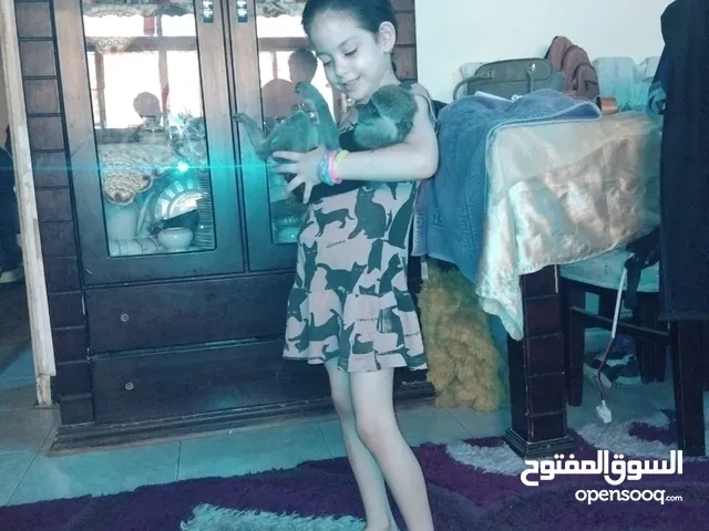 نسناس هادي للبيع