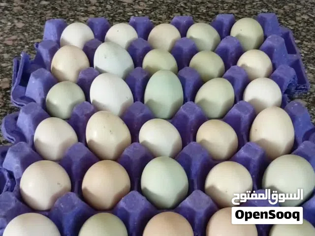 بيض بلدي مخصب للفقاسات وللاكل بالهاشمية