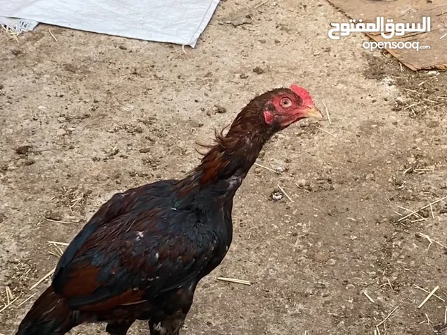 دجاجه ميوالي جاهز لإنتاج وفرخ . اقرأ الوصف!!!!