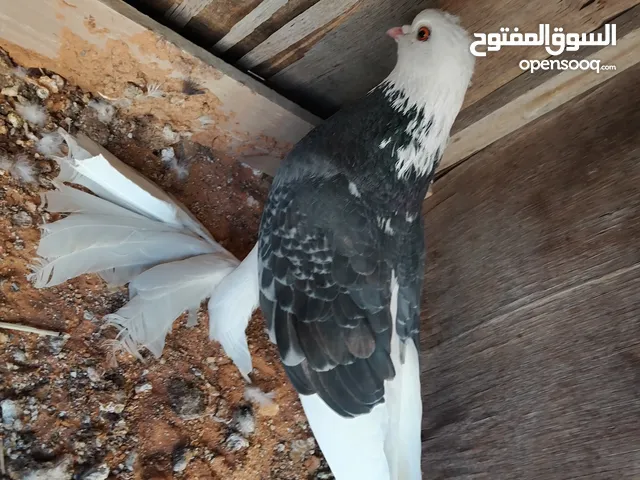 ذكر اسباني طرنبيط