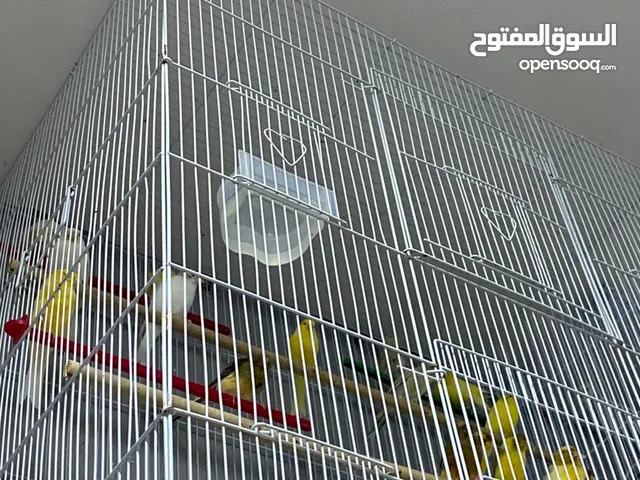 كناري للبيع