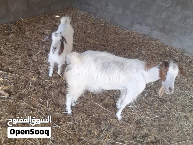 للبيع اغنام سمينه تحتهن مواليد