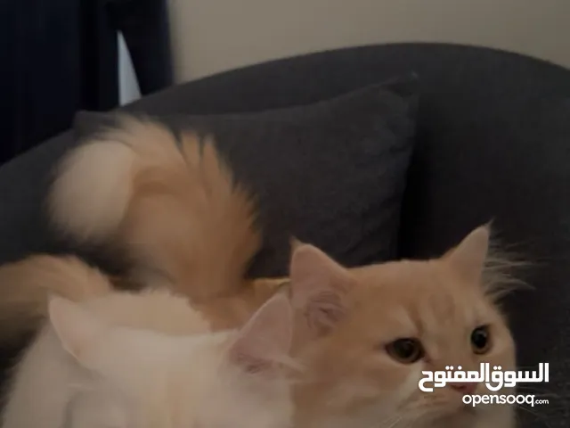 ثلاث قطط للبيع