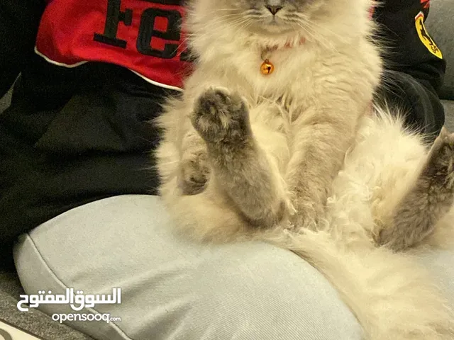 انثى هملايا عمر سنة
