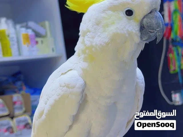 كوكاتو اليف طينة يصعد من داخل وخارج القفص