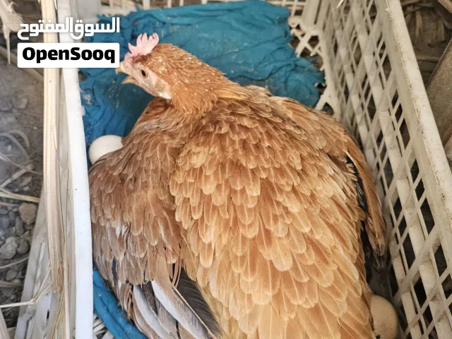 دجاجه درجى أولى ب45 الف مستعجل على البيع ارد اروح لزياره جواها 14 بيضه بعد كم يوم وتفقس