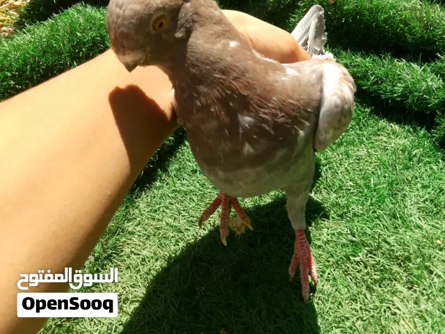 جوز منمرات الفحل بواقي 6 ول طيره بواقي 7
