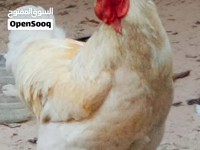 فروج ابراهما ليموني تبارك الرحمن