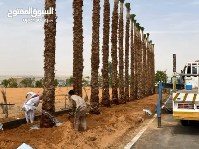 نخل واشنطن امريكي للبيع جميع المقاسات