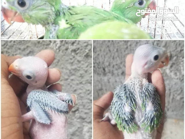 افراخ دره هندي