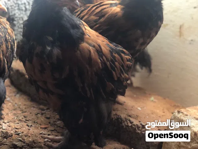 كتكوت براهما للبيع أقرا الوصف