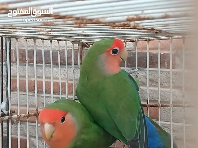 بغبغاء روز للبيع منتج