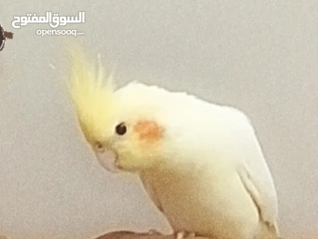 طائر كوكتيل