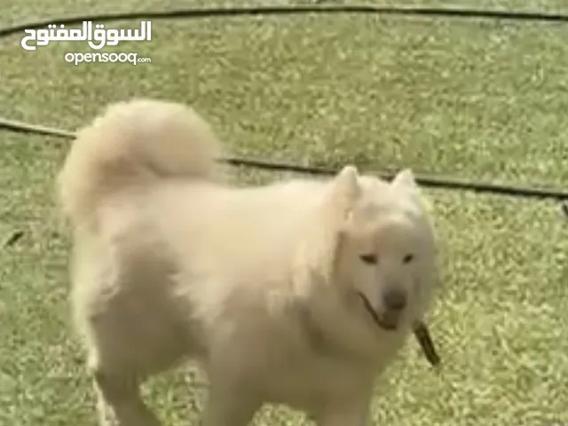 كلاب سامويد للبيع