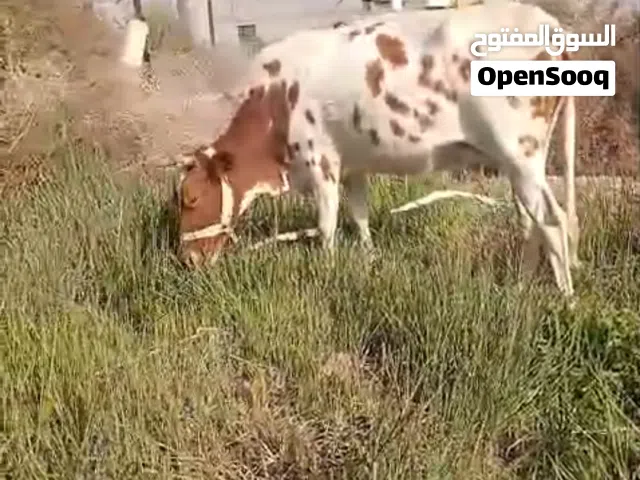 ضروبة هولندي وراها عجل جبير