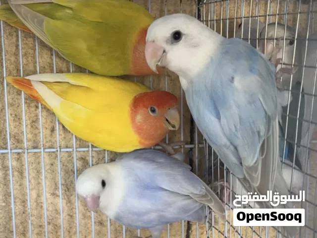 طيور للبيع الاسعار تابع الاستماره