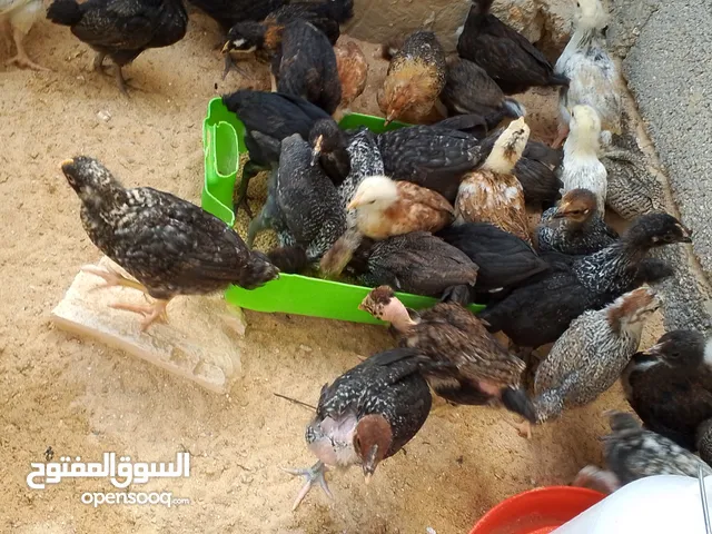 كتكوت دجاج عربي