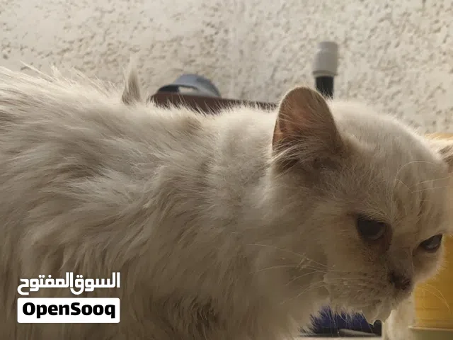 قط هملايا للبيع  مش دكر