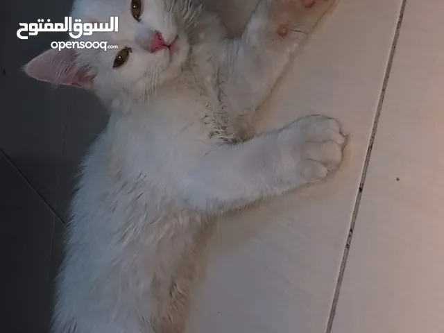 قطط لتبني مستعجل