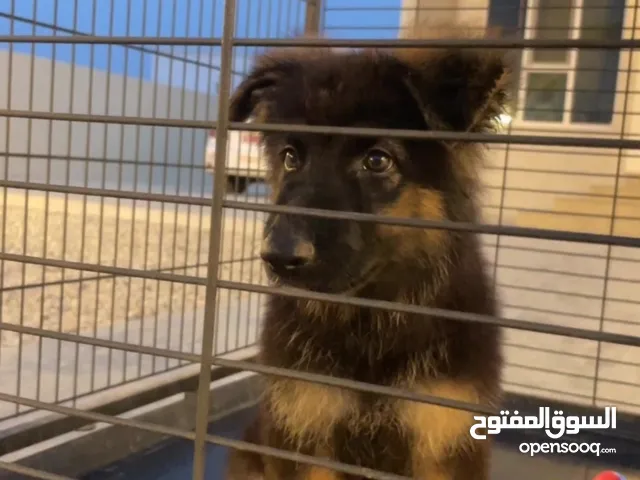 جيرمن شولاين