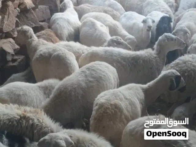 غنم بلدي للبيع امهات