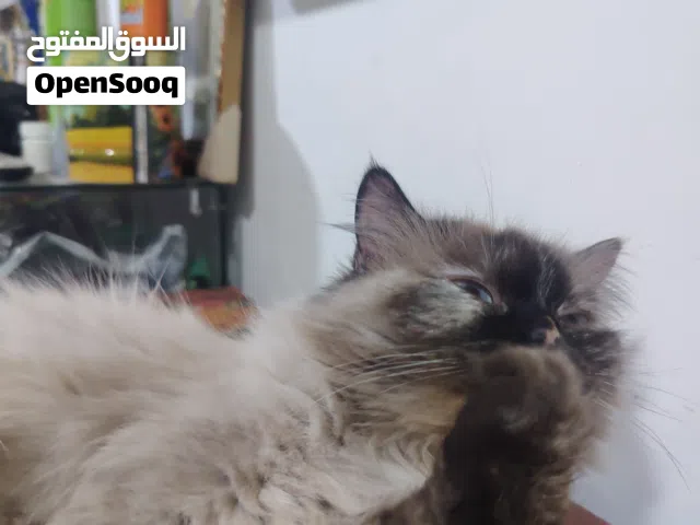 قطة نوع هملايا للتبني