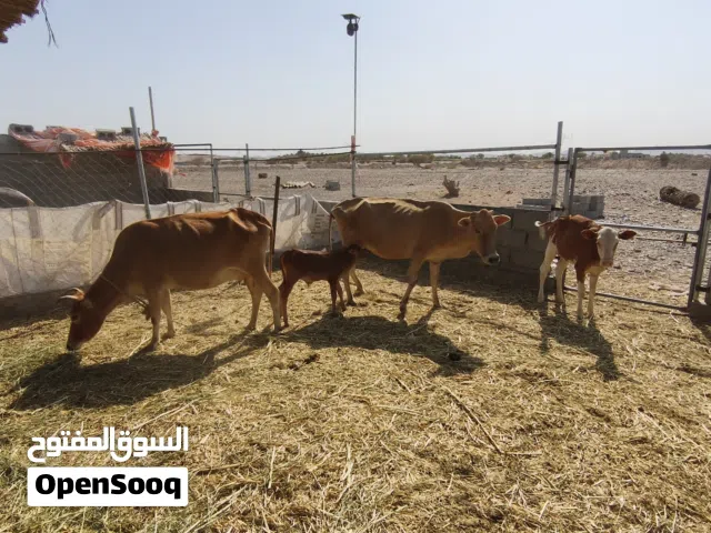 بقر عمانيات معهن جعل وعجلة