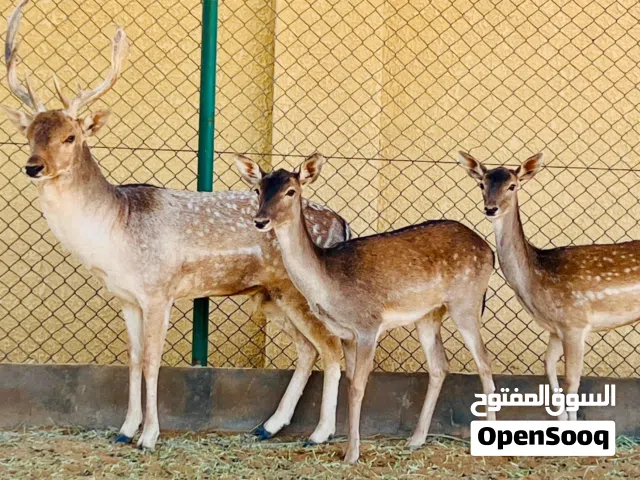 غزلان للبيع