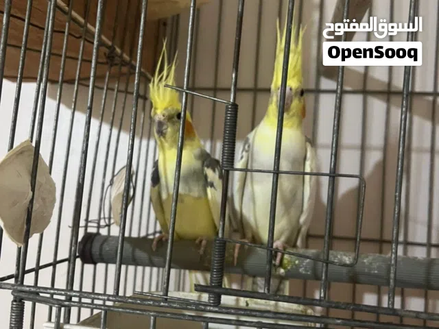 كوبيهه ازبيل كوكتيل