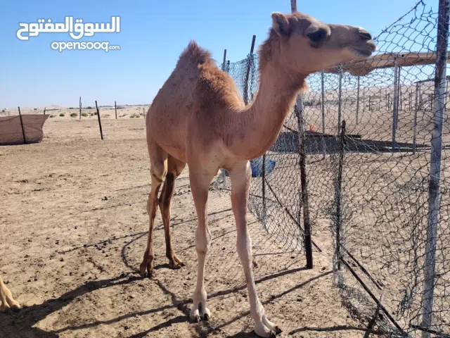 فطامين للبيع للمراكيض ونواميس أن شاء الله
