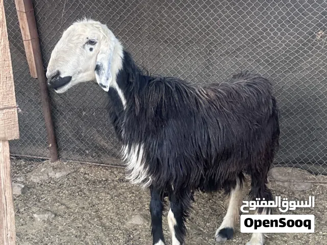 جاعده تهجين نجدي ضخمه