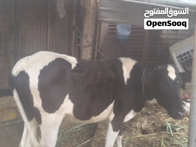 هايشه اللبيع