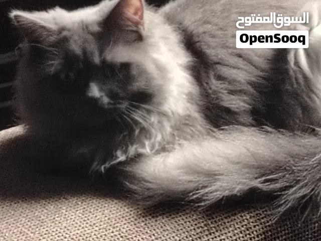 قط ماشاء الله للبيع اقرا الوصف