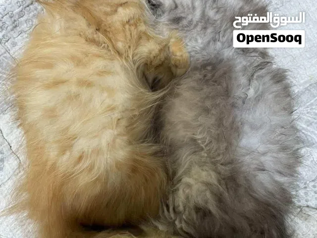 قطط للتبني