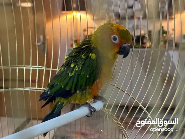 ببغاء صن كنيور