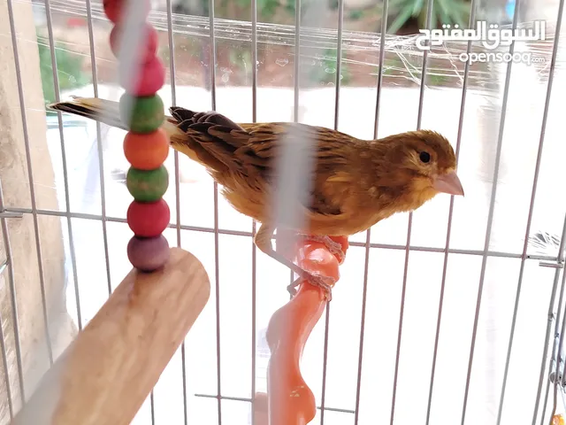 كناري فحلين 2 لون نحاسي نااار ازعاج