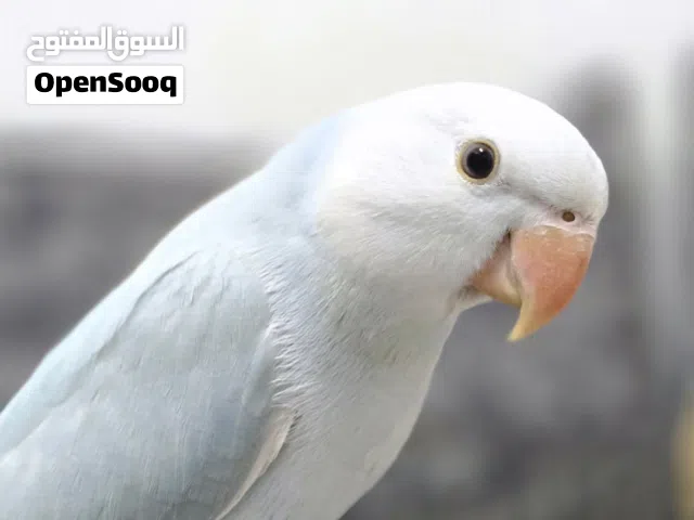 اقرا الوصف: إستمارة بيع نيبالي+ ولاسونج ازرق + ودره أخضر