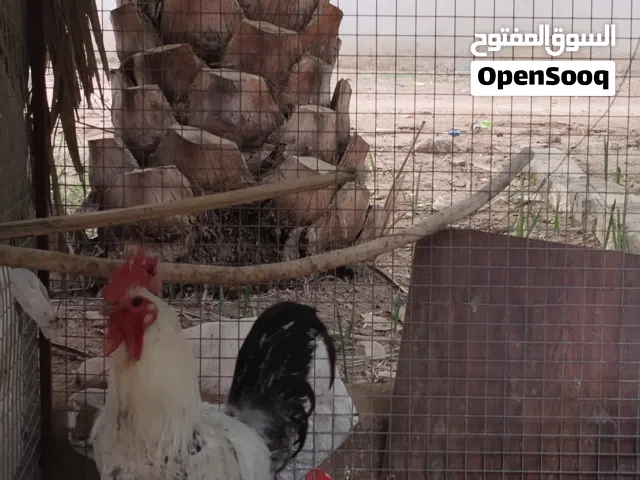 للبيع ديك فيومي
