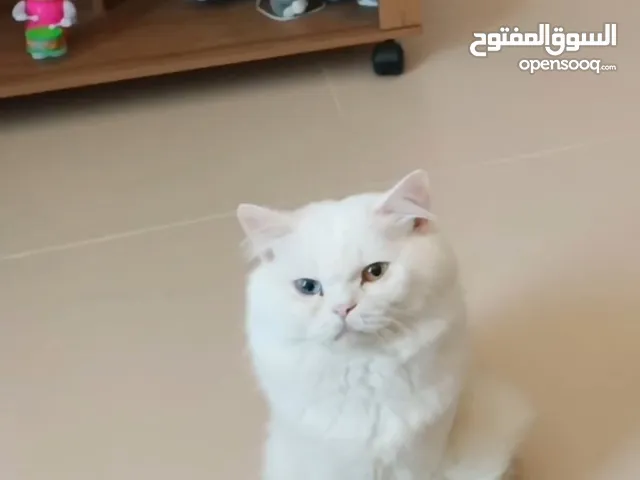 Turkish cat male