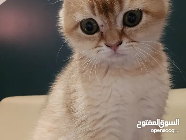 A Scottish Fold cat is available and seeking a suitable, caring home.