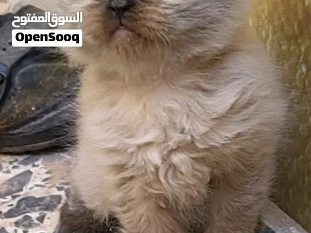 اربع قطط همالايا