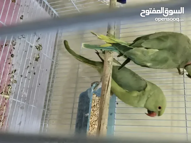 جوز طيور درة ذكر وانثى