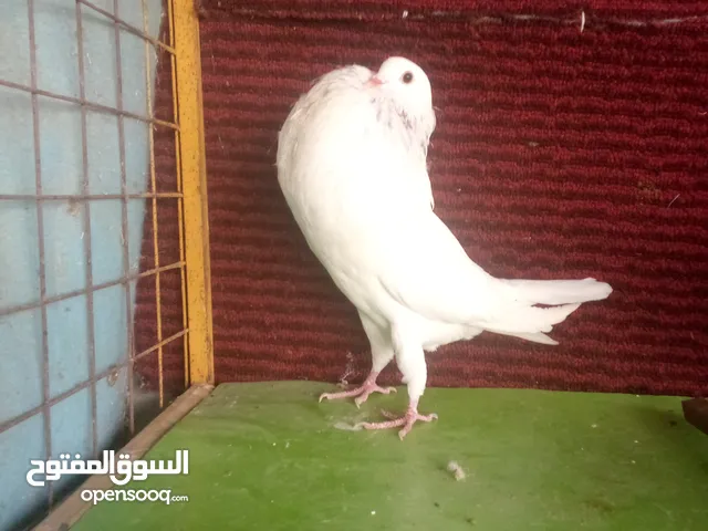 طيره منفاخ وجوز فراخ جلوف