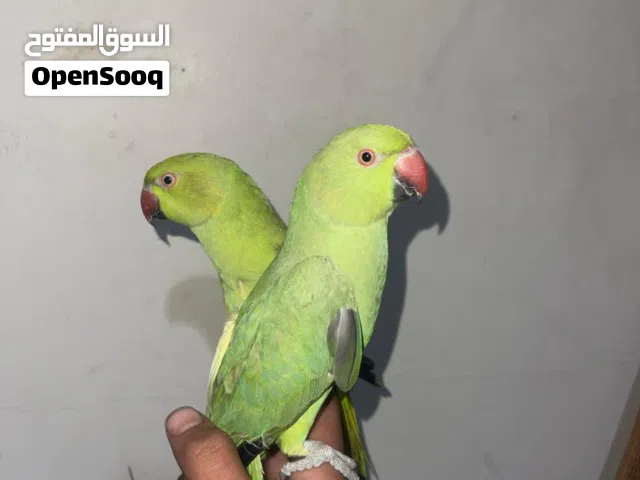 ببغائين درة للبيع اليفات بسعر حرق