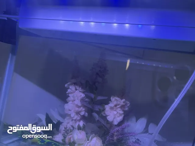 حوض سمك زينة