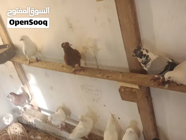 طيور حمام ارافل +بغدادي