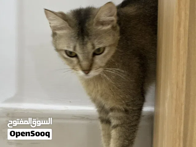 انثى سكوتش فولد مهجن للتبني (مجاناً) - العين