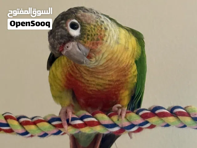 كونيور للبيع  حصرا داخل ابو ظبي
